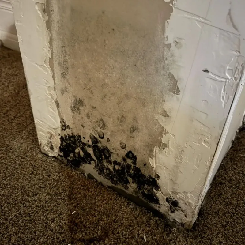 Professional Mold Removal in Osceola County, FL